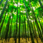 Trung Quốc đưa công nghệ lên tầm cao mới: Biến loài cây mọc khắp bờ bụi, chẳng lạ lẫm gì với người Việt thành nhựa sinh học, tạo thành phẩm cứng và bền nhưng có thể tự phân huỷ trong 90 ngày